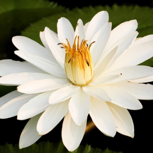 White Night Bloomer Tropical Waterlily