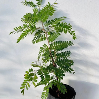 Sweet Imli (Tamarind) Grafted Tree