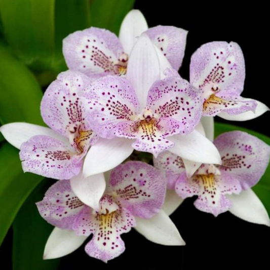 Cattleya Chantley Lace (Blooming Size)