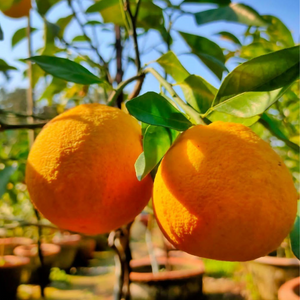 Yellow Malta Grafted Tree