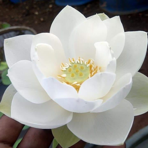 White Puff Lotus Tuber