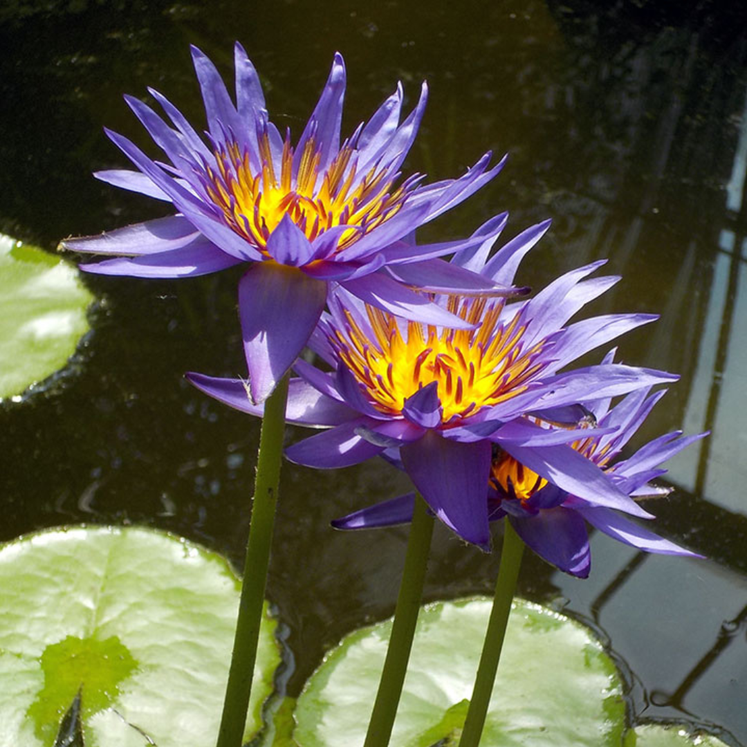 Blue Capensis Tropical Waterlily