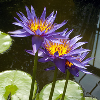 Blue Capensis Tropical Waterlily