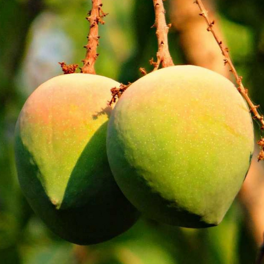 Gulabkhas Mango Grafted Tree