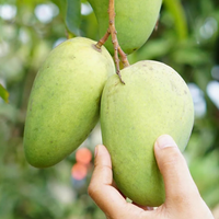 Katimon (Baramasi) Mango Grafted Tree | Plant Store