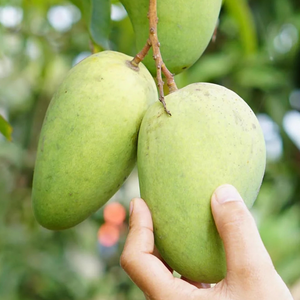 All Time Mango Grafted Tree