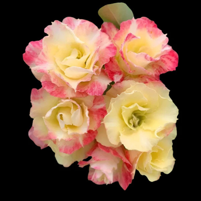 Adenium Rosy - Morina Bare Rooted Plant (Grafted)