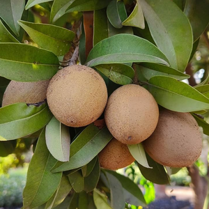 Kalapati Chiku Grafted Tree