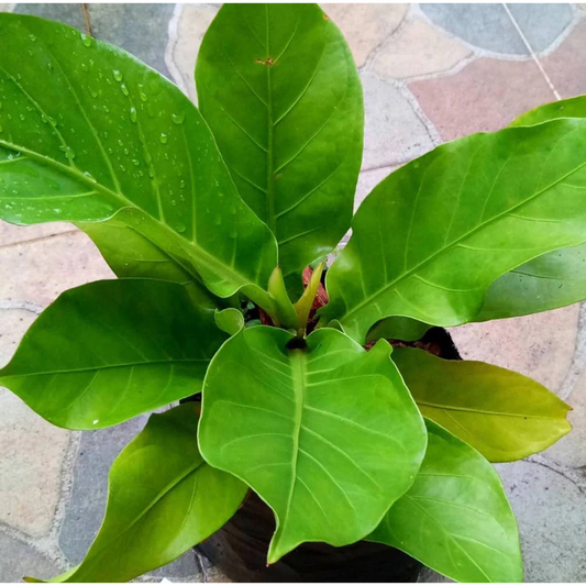Anthurium Hookeri