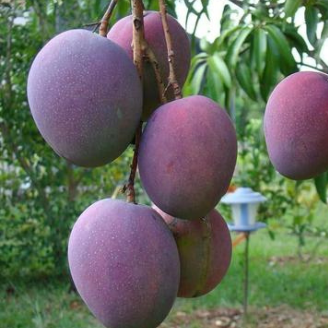 Black Kasturi Mango Grafted Tree
