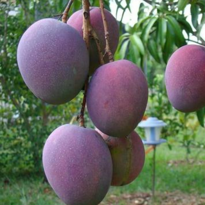 Black Kasturi Mango Grafted Tree
