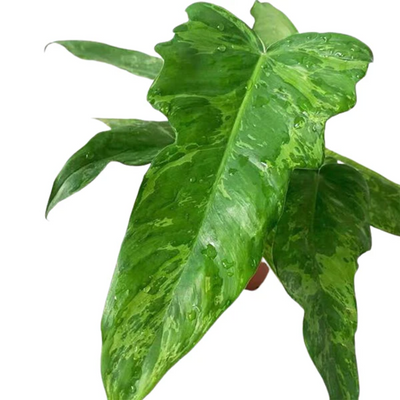 Philodendron Golden Dragon