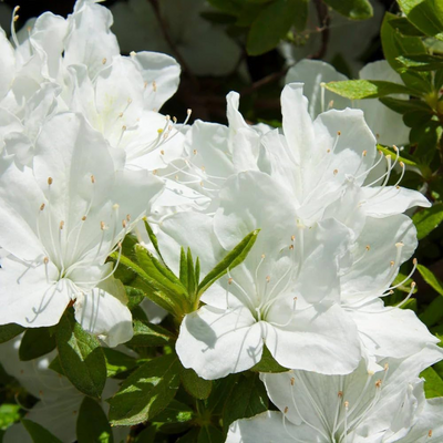Azalea White Flower
