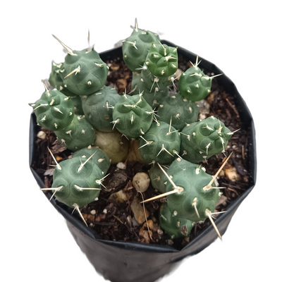 Puna Cactus (Bare Rooted)