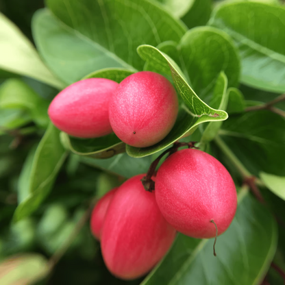 Sweet Karonda Grafted Tree