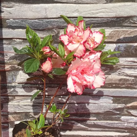 Azalea Day Spring (Double Flower) Plant