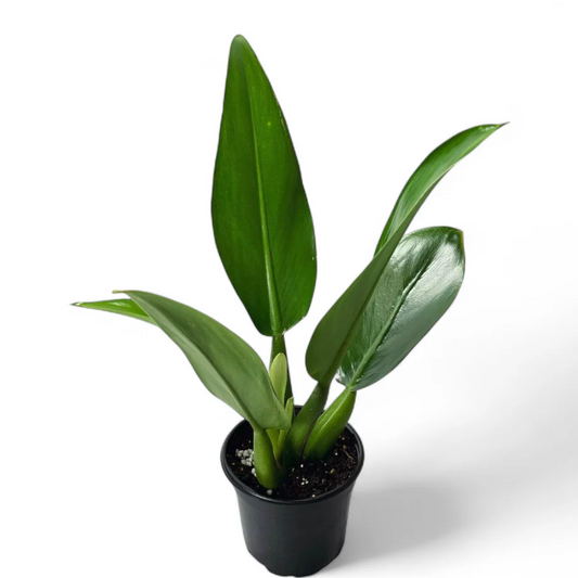 Philodendron Martianum (Fatboy)