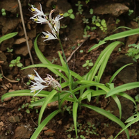 Safed Musli Bulbs