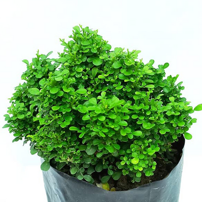 Dwarf Murraya Table Top