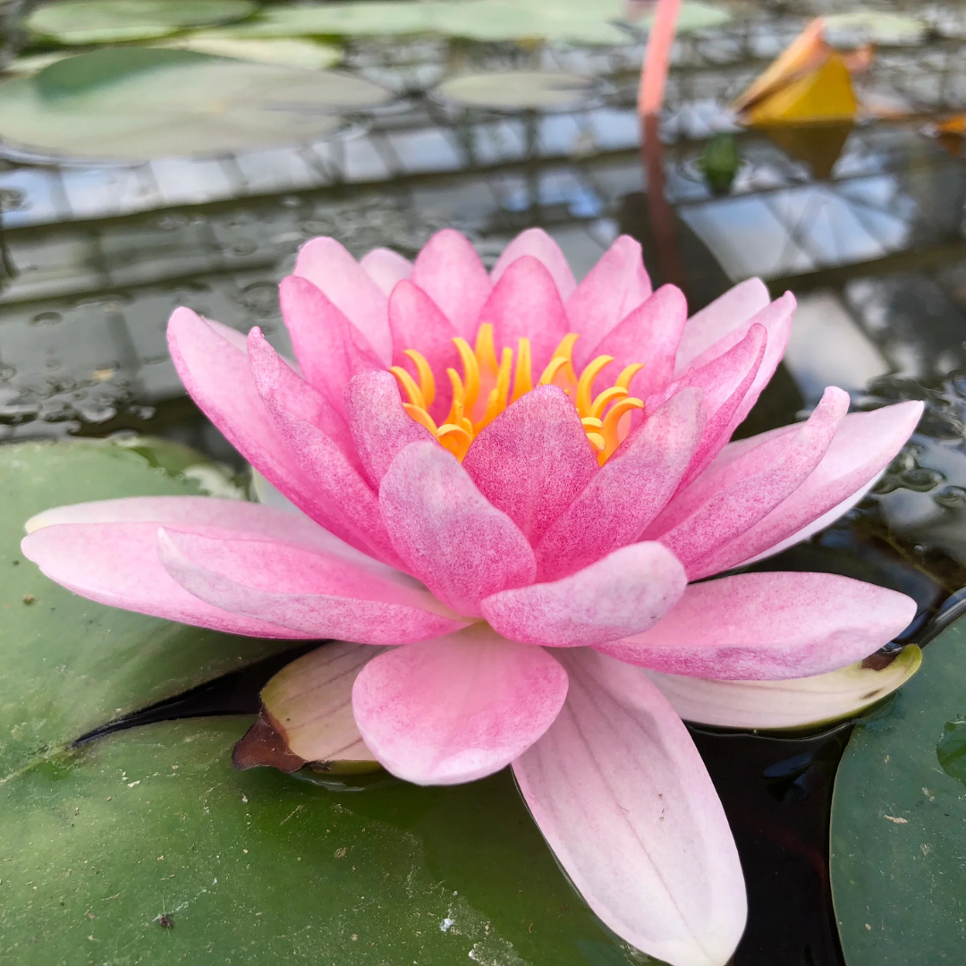 Madame Wilfron Gonnère Hardy Waterlily