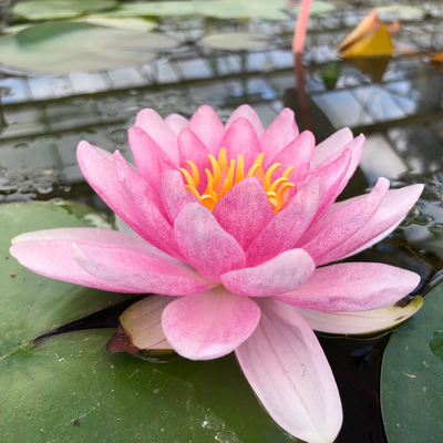 Madame Wilfron Gonnère Hardy Waterlily