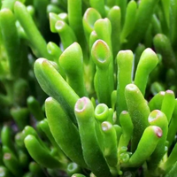 Crassula Gollum