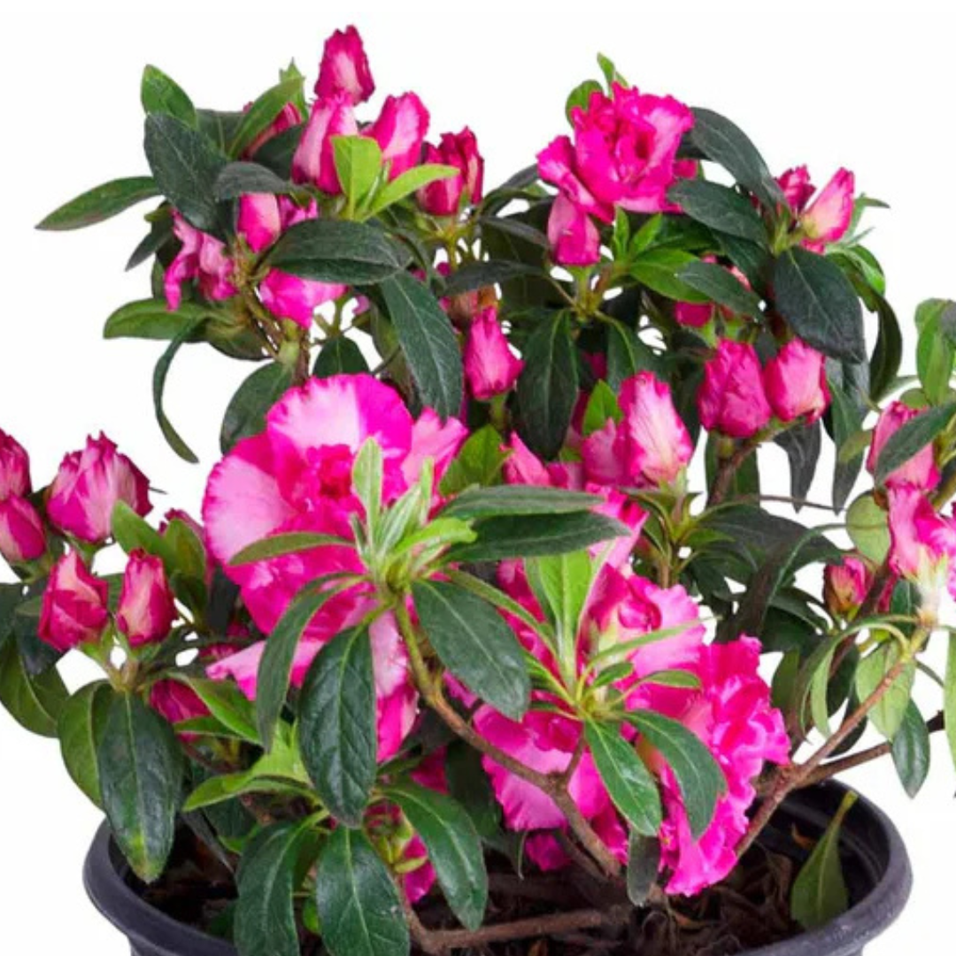 Azalea John Hearrens (Double Flower) Plant