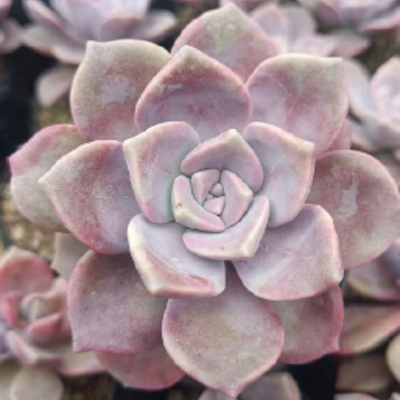 Graptopetalum superbum