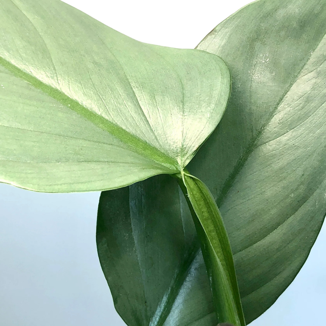 Philodendron Hastatum Silver