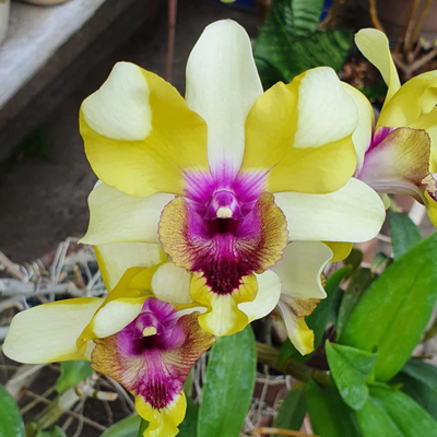 Dendrobium Star Bright (Blooming Size)