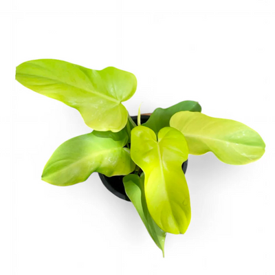 Philodendron Golden Violin