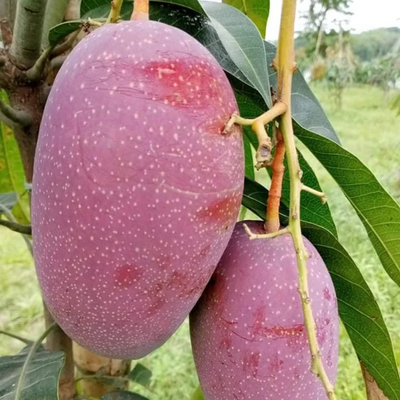 Taiwan Red Mango Grafted Tree