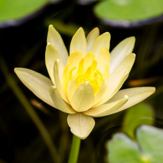 Substoon Tropical Waterlily