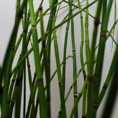 Water Bamboo