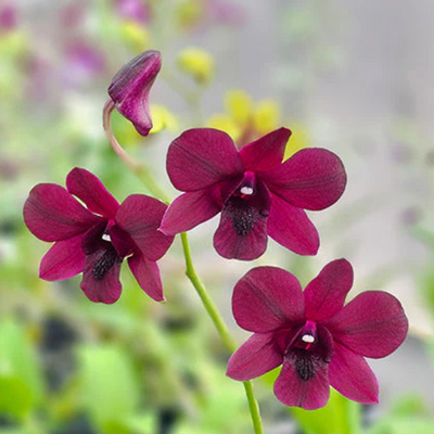 Dendrobium Super Nova (Near Blooming Size)