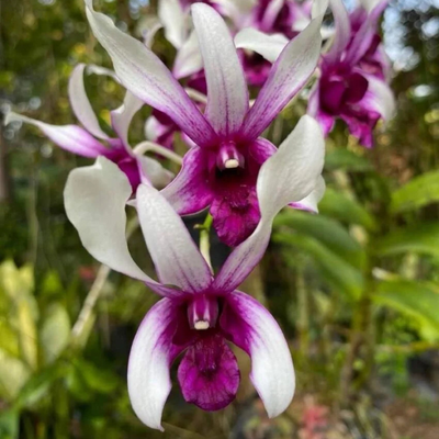 Dendrobium Karok White (Blooming Size)