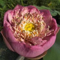 Q133 Lotus Tuber