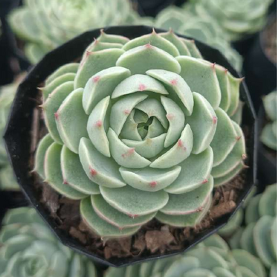 Echeveria Benbadis