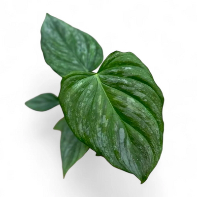 Philodendron Majestic