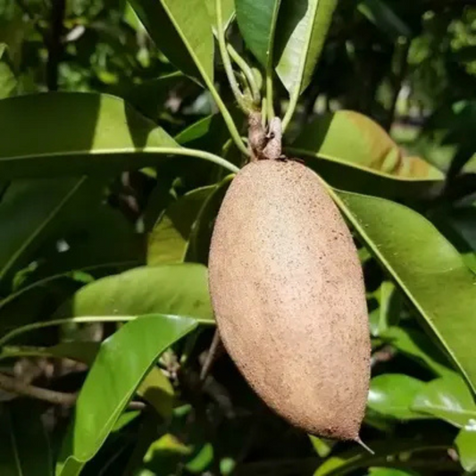 Long Chiku Grafted Tree