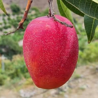 Pusa Arunima Mango Grafted Tree