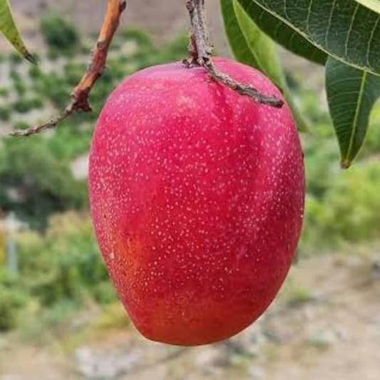 Pusa Arunima Mango Grafted Tree