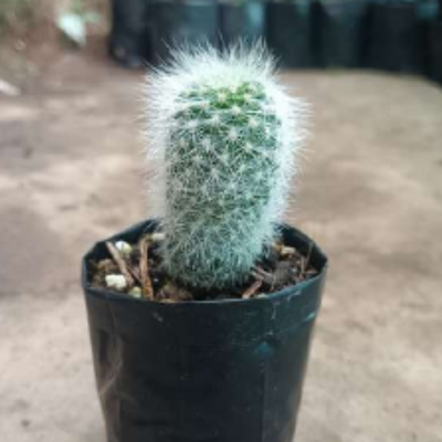 Neoporteria Senilis Cactus (Bare Rooted)