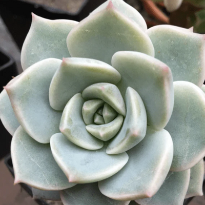 Graptoveria Titubans (Bare Rooted)