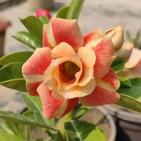 Adenium Rosy - Caramel Bare Rooted Plant (Grafted)