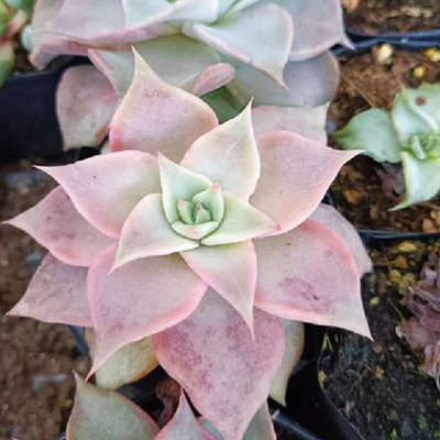 Echeveria Korean Madiba (Bare Rooted)