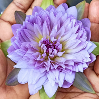Udumbaramee Tropical Waterlily