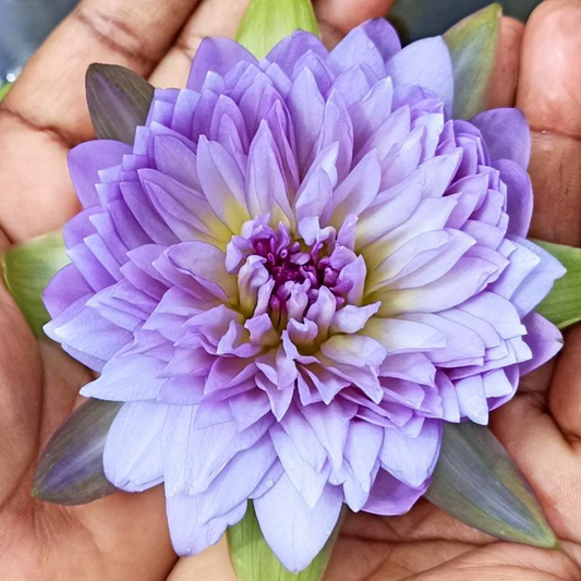 Udumbaramee Tropical Waterlily