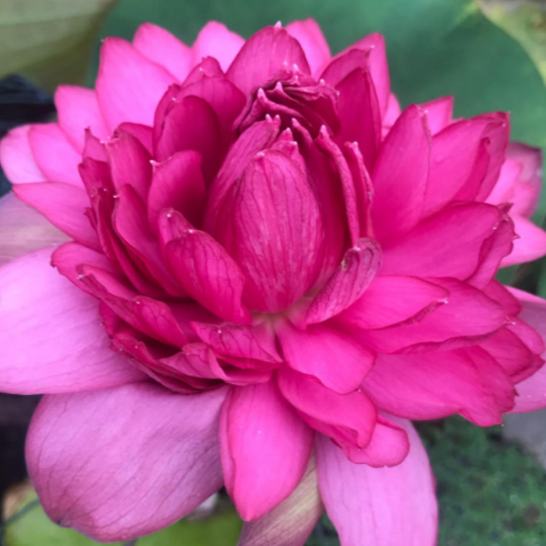 Namo Lotus Tuber