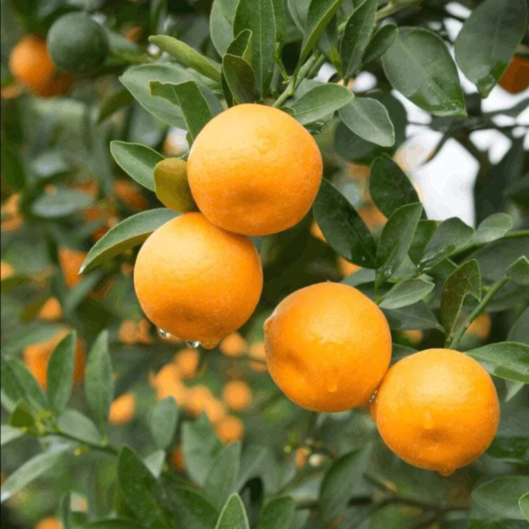 Nagpur Orange Grafted Tree